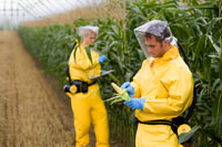 GMO Corn, “1913, Corn is 100% Farmer Owned. 2013, Corn is 95% Is Corporation Owned; 90% GMOs & Apparently, All Need To Wear HAZ-MAT Suit To Touch It.”